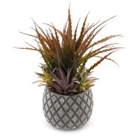 See more information about the Succulents in Large Lattice Design Grey Pot