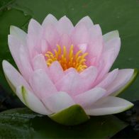 See more information about the DIS : Anglo Aquatics Nymphaea Madame Wilfron Gonnere 1 Litre