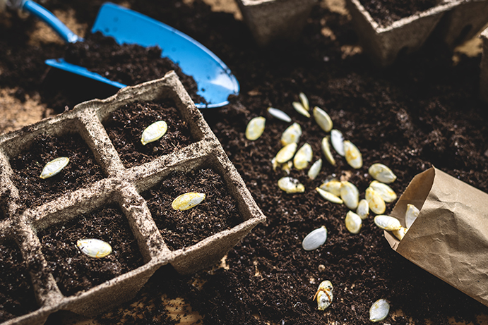Seeds and compost on a work surface with a blue trowel and biodegradable seed trays