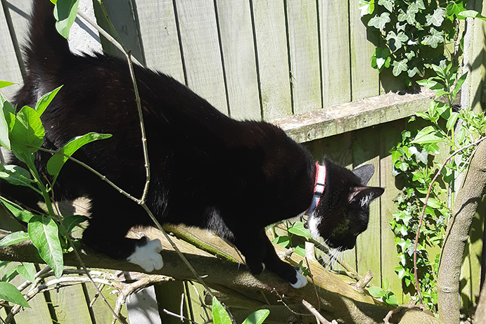 Black and white cat climbing along the branch of a tree in the garden