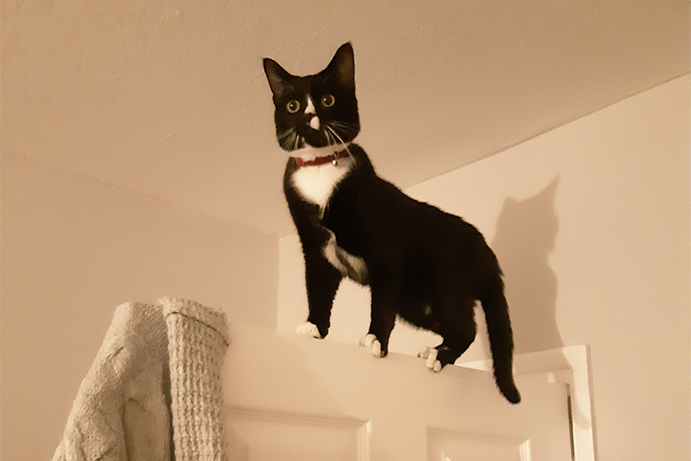 black and white cat standing on top of an open white bedroom door