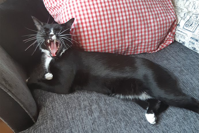 Black and white cat yawning and laying on a grey armchair