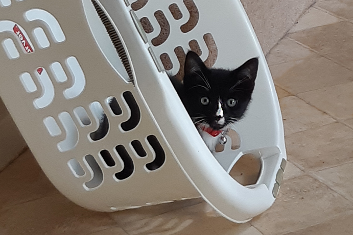 Black and white kitten sitting in a plastic white laundry basket