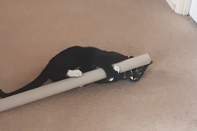 Black and white cat laying on a carpet playing with a long cardboard tube