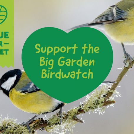 Support the Big Garden Birdwatch with QD
