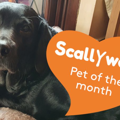 Scallywags pet of the month for february - Lara the labradoodle