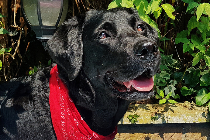 Upclose of a black labradoodle in a red neckachief