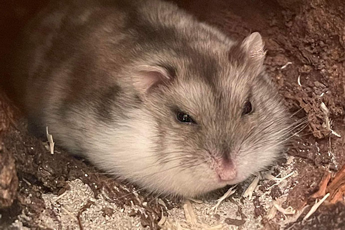 Russian dwarf hamster with sleepy and squinted eyes