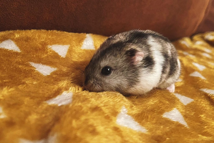 Grey dwarf hamster crawling on a yellow fleece blanket