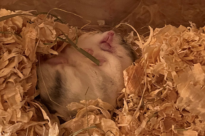 Grey russian dwarf hamster asleep in hamster bedding