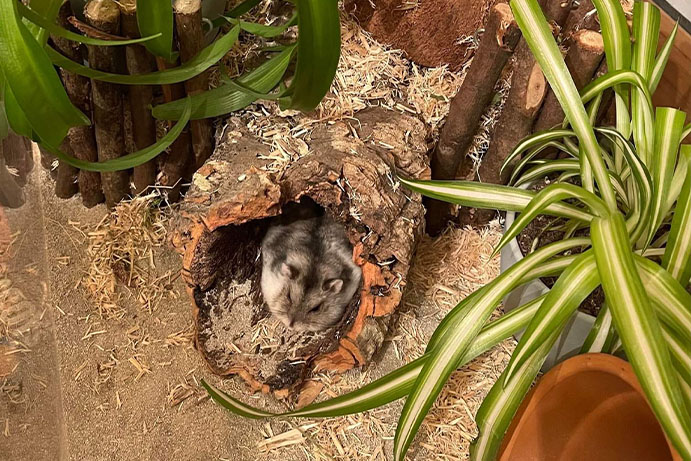 Grey dwarf hamster in a special home with plants