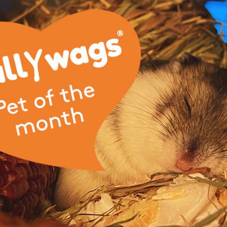 Sleeping russian dwarf hamster with a scallywags pet of the month icon