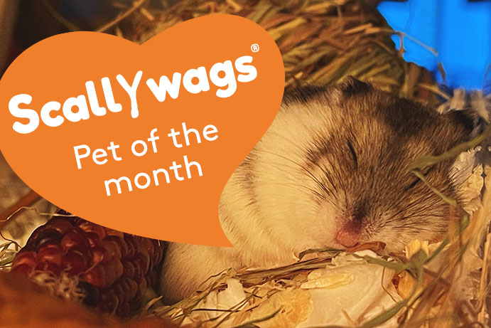 Scallywags Pet of the Month – March