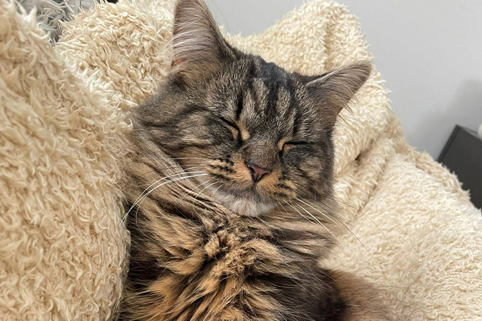 Beautiful cat sitting on a cream fleece blanket with its eyes closed