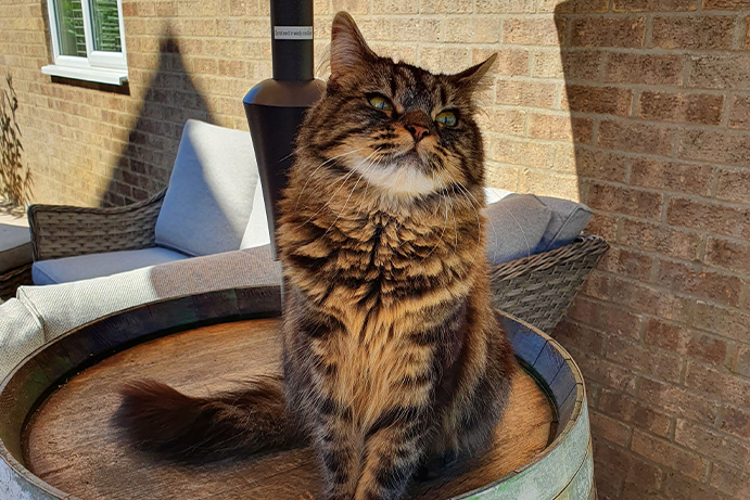 Tabby cat sitting on top of a barrel in the garden with sunshine in the background