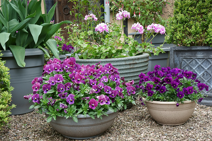 Large plant pots on a stony area filled with a range of purple flowered garden plants