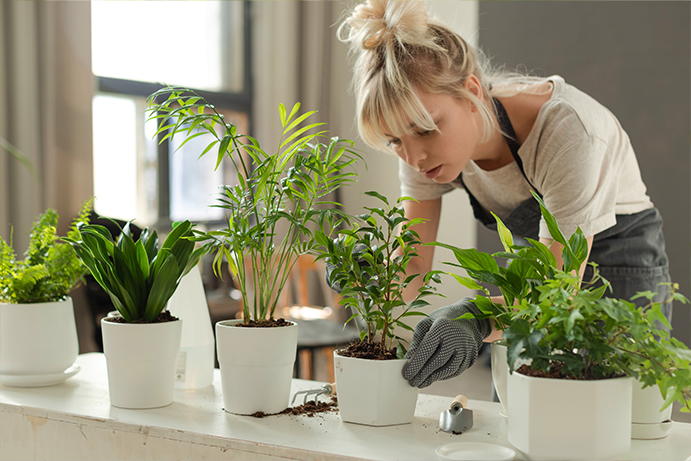 Lady in an apron caring for houseplants sitting on a white shelf in white plant pots