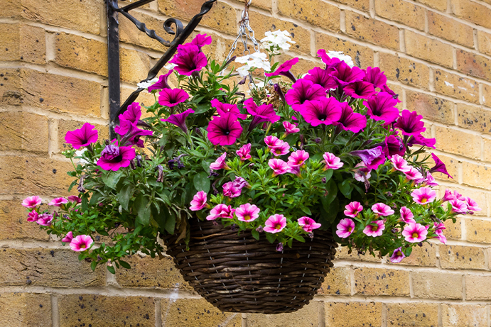 A wall mounted hanging basket filled with pink bedding plants
