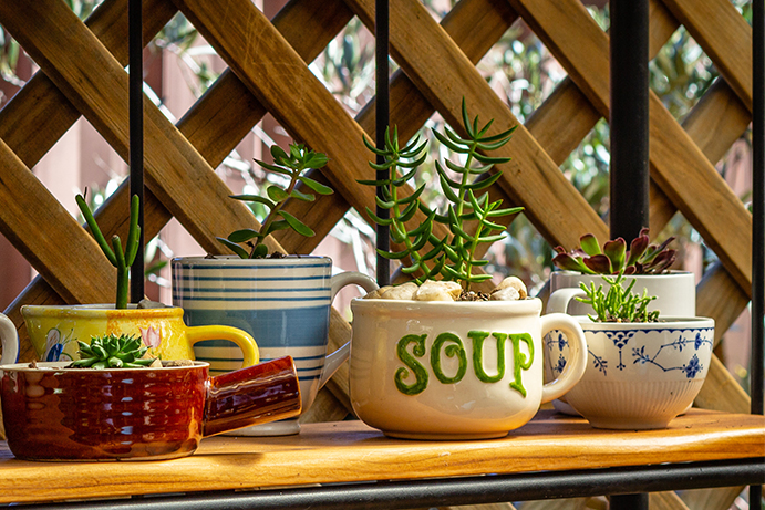 Houseplants being kept in old crockery bowls, soup bowls and mugs on a wooden shelf