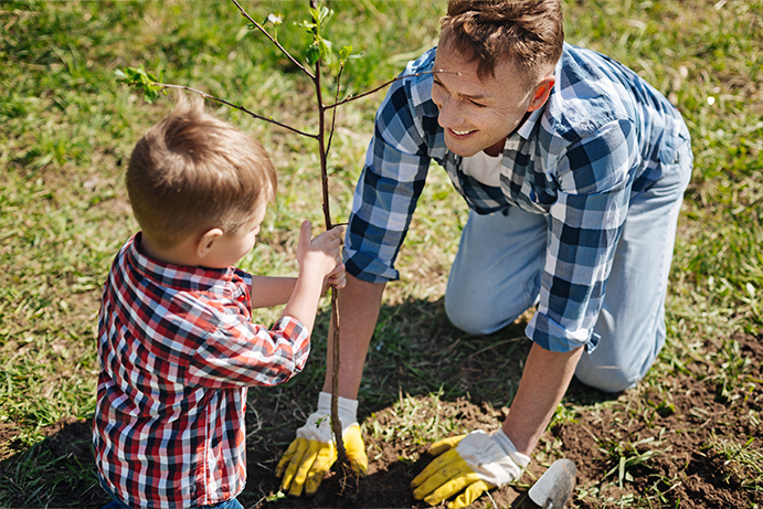 Father and son on a grassy patch planting a bare root tree