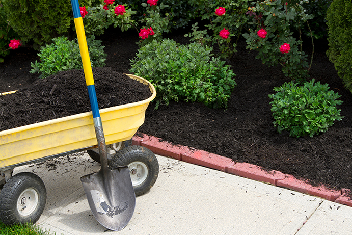 A wheelbarrow full of garden compost mulch with a spade and a garden bed full of red roses in the background