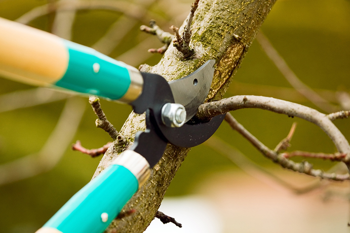 A close up of bypass secateurs clipping a small branch on a dormant tree