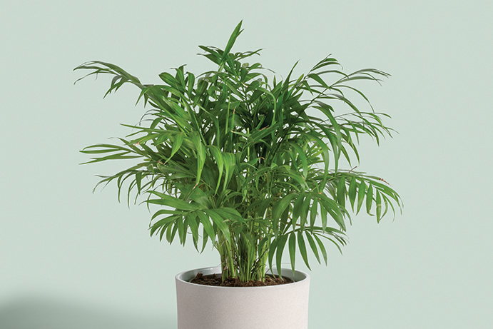 A young and bushy areca bamboo plant in a white pot on a pale green background