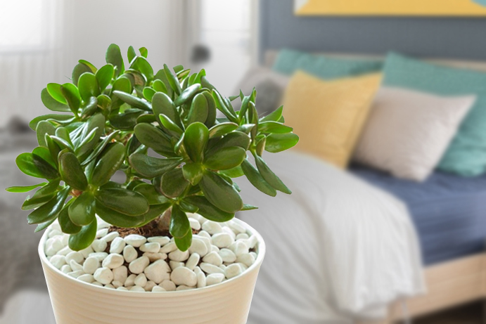 Vibrant green jade plant succulent with a blurred bedroom background