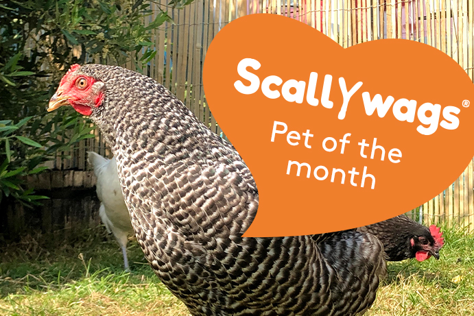 Scallywags Pet of the Month – June