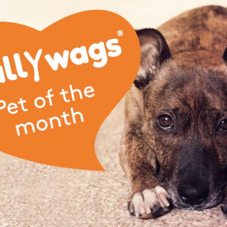 Beautiful staffy and jack russell cross with an orange heart banner saying Scallywags Pet of the Month
