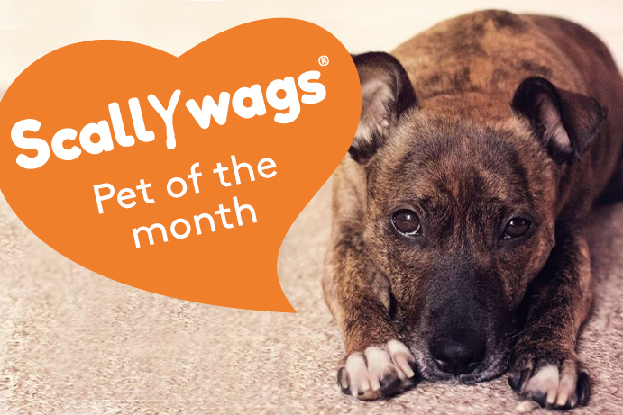 Scallywags Pet of the Month – May