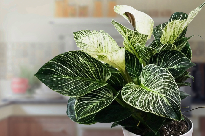 A philodendron white wave plant with a blurred kitchen in the background