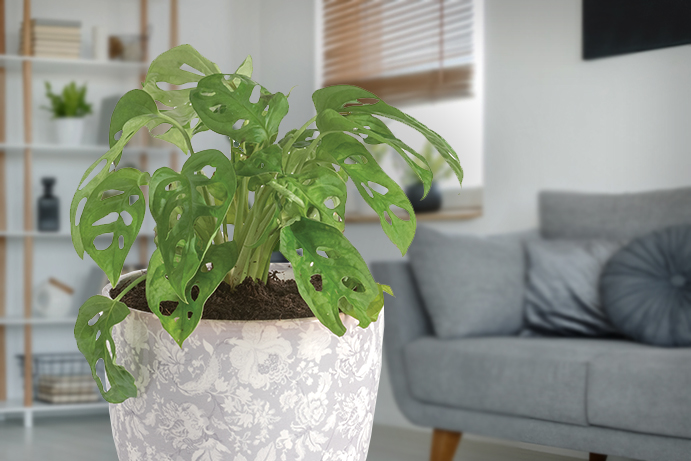 Swiss cheese plant in a grey floral plant pot with a blurred living room in the background