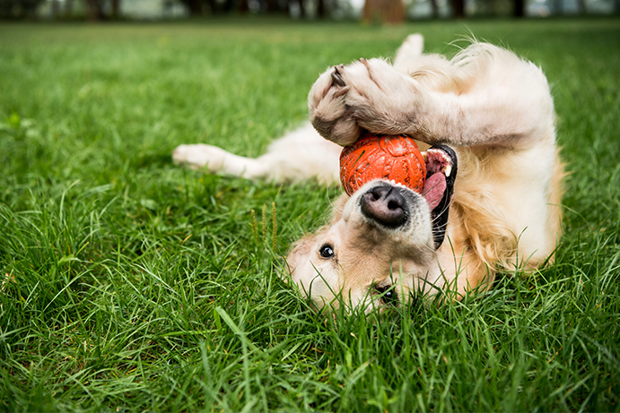 golden retriever rolling on grass with an orange ball in its mouth