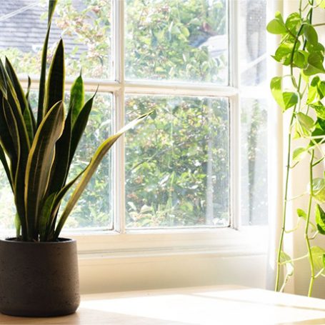 Snake plant on a windowsill in the sunshine