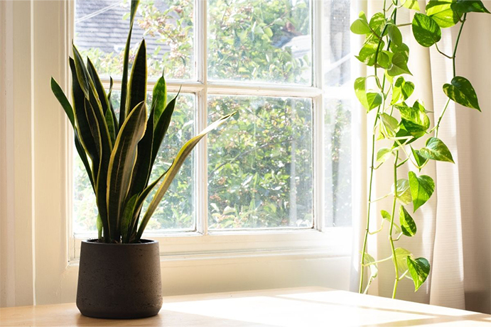The Easiest Plants to Grow Indoors!