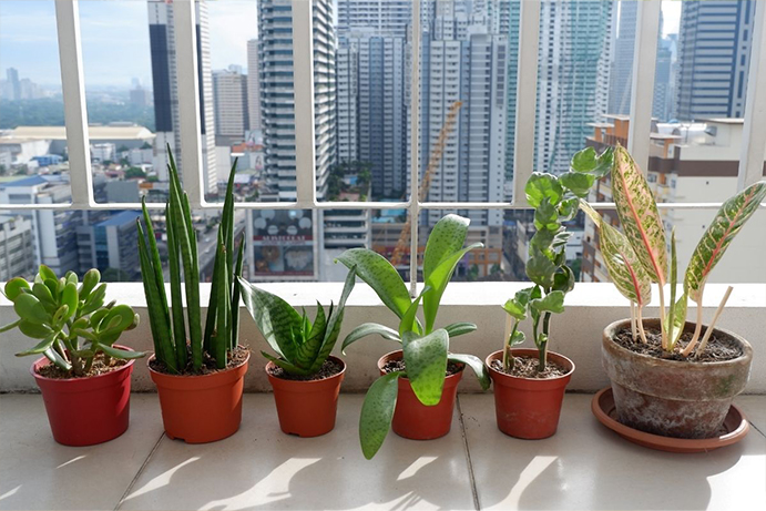 6 easy to grow house plants soaking up some sunshine on a city balcony