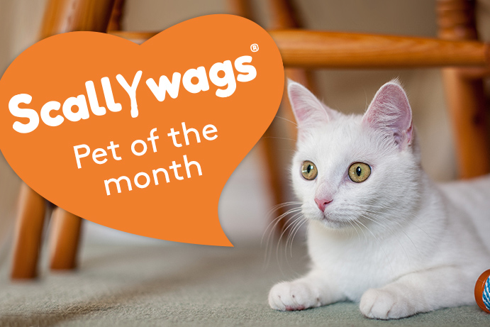 Scallywags Pet of the Month – July