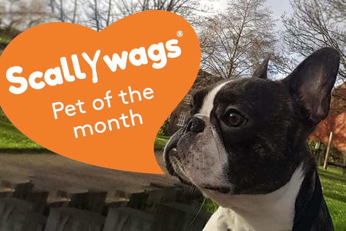 Scallywags Pet of the Month – August