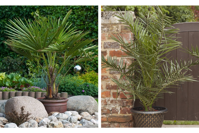 Hardy Fan Palm Trachycarpus Fortunei and Phoenix Canariensis Palm side by side 