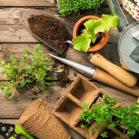 Gardening tools and baby vegetable plants on a wooden table