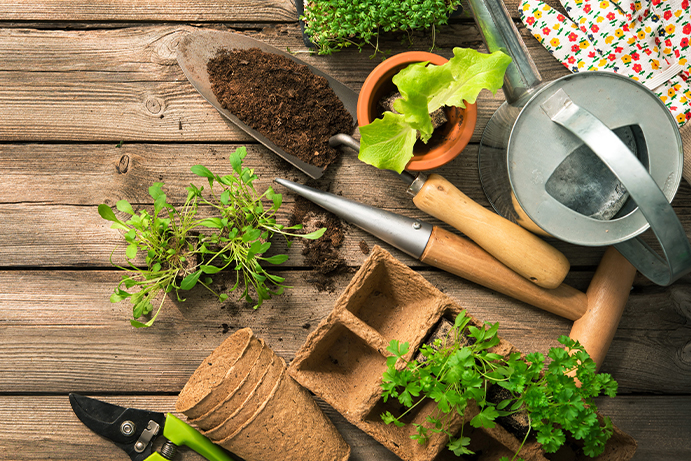 How to Start Your Indoor Vegetable Garden
