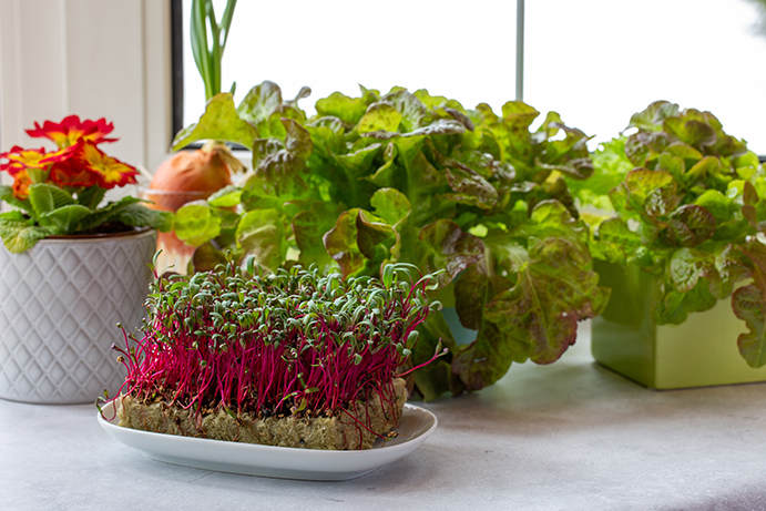 Lettuce and cress plants growing on a windowsill