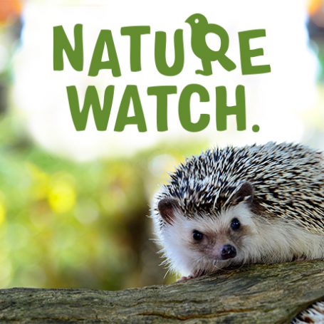 hedgehog on a log looking into the camera with the words nature watch in green above