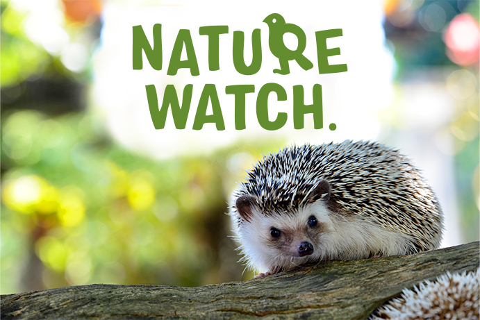 Nature Watch – What to Feed Hedgehogs