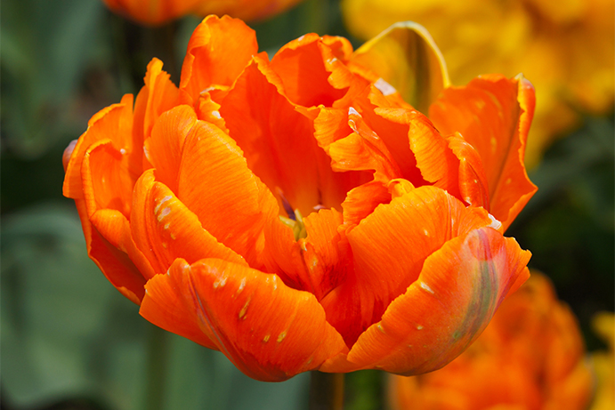 orange tulip flower in full bloom
