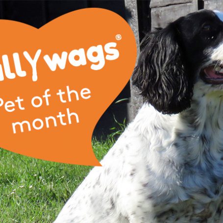 Black and white cocker spaniel sitting happily on the grass with an orange heart banner saying scallywags pet of the month