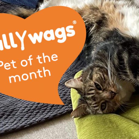 Tabby cat stretching on a green pillow with an orange heart banner saying scallywags pet of the month