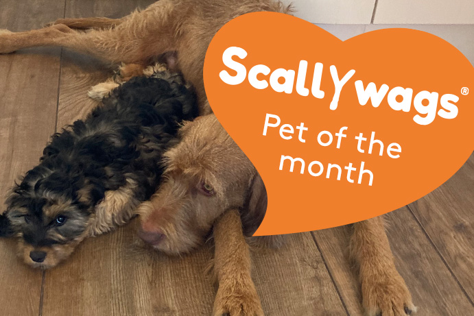 Scallywags Pet of the Month – July ’23