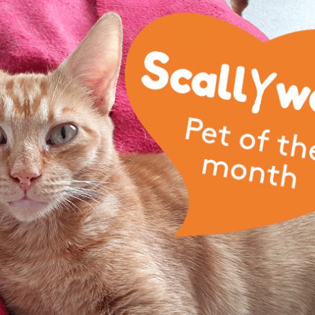 Ginger stripy cat with an orange heart banner saying scallywags pet of the month